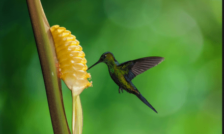 La palabra colibrí