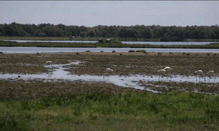 Elvira Lindo: La farsa de Doñana