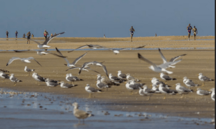 Editorial El País:  Daño irreversible a Doñana