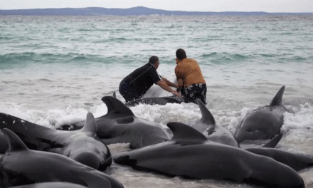 The New york Times:  The Whales Gathered in a Heart Shape.  Experts Feared What Would Come Next.