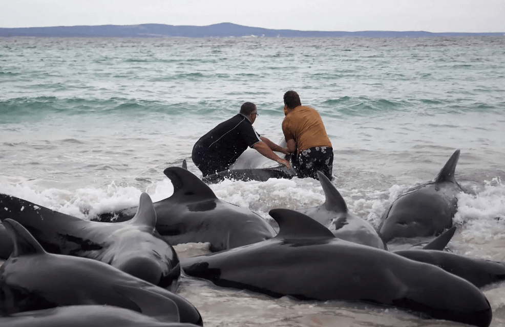 The New york Times:  The Whales Gathered in a Heart Shape.  Experts Feared What Would Come Next.