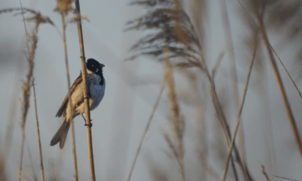 Esther Sánchez:  La grave sequía desencadena las primeras extinciones de plantas y aves en Las Tablas de Daimiel
