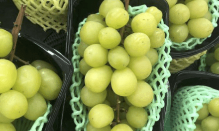 Luis García Montero:  Las uvas