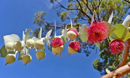 Las Fotos de Hambar:  Australia: Naturaleza I
