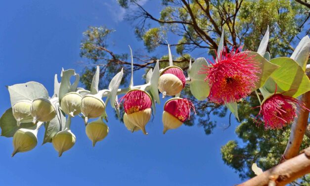 Las Fotos de Hambar:  Australia: Naturaleza I