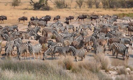 Las Fotos de Hambar:  Namibia & Botswana
