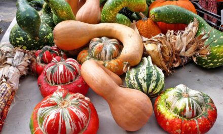 Las Fotos de Hambar – Nueva York:  Calabazas para Halloween