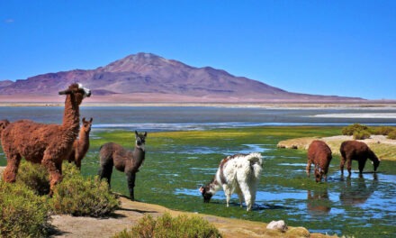 Las Fotos de Hambar – Desierto de Atacama, Chile
